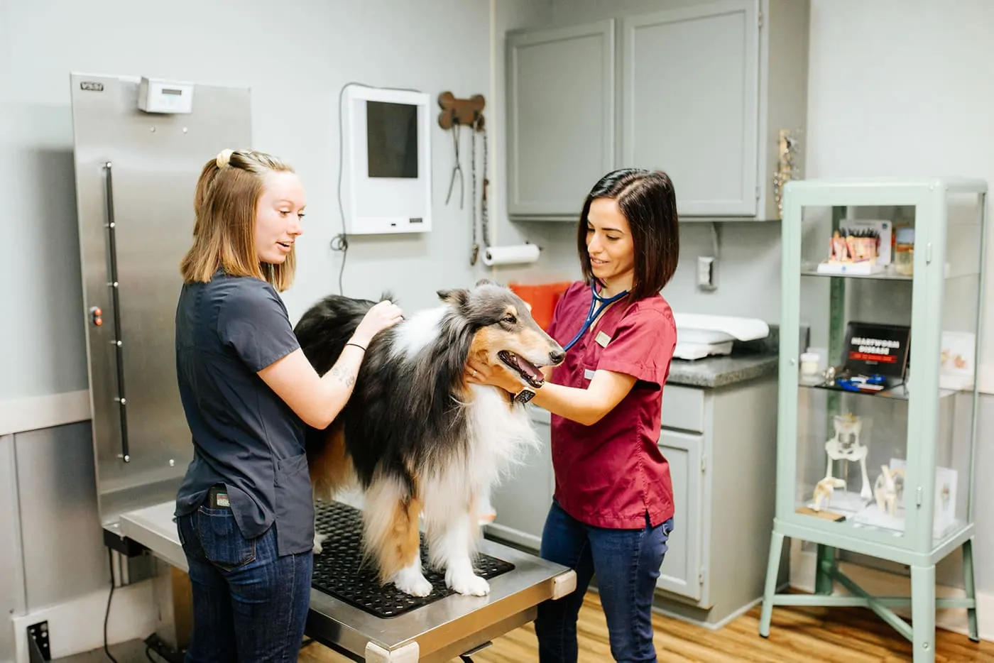 Two team members examining a collie on an exam table