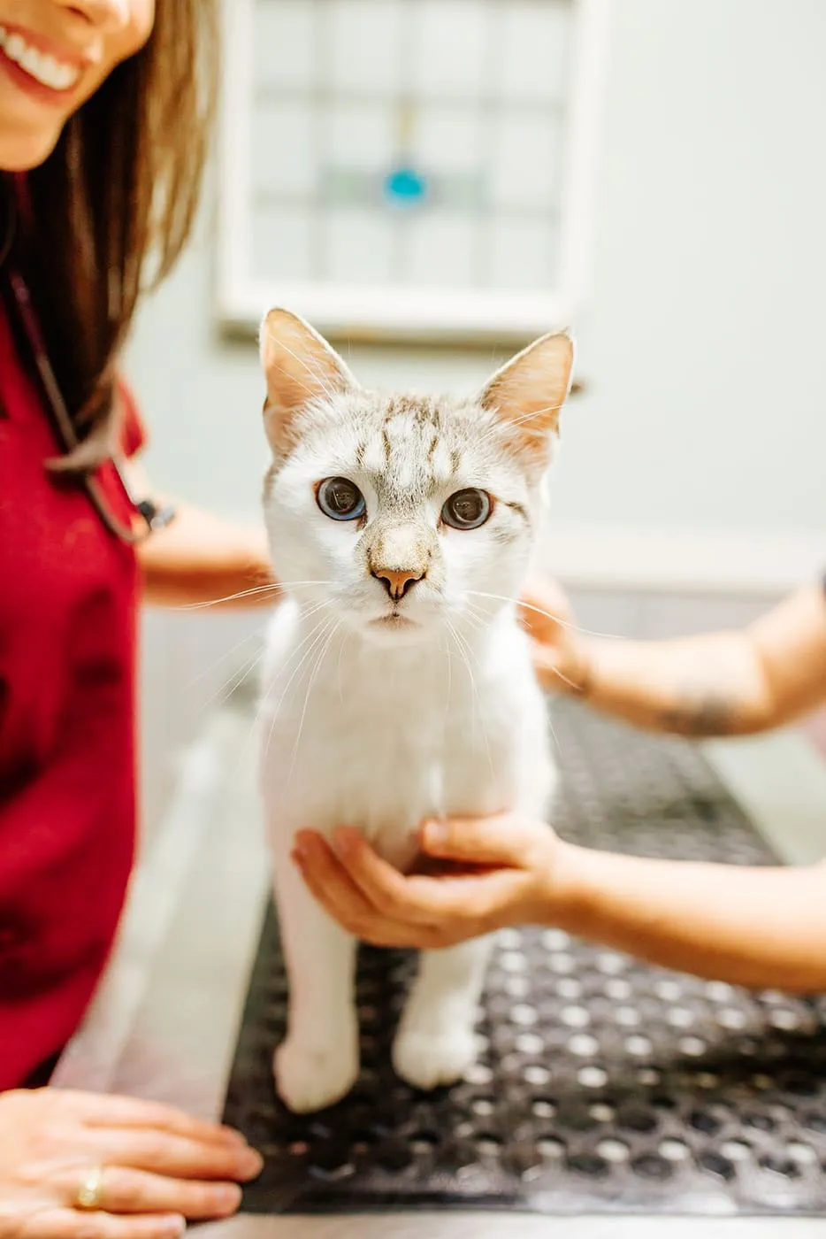 A white cat being held gently during an exam