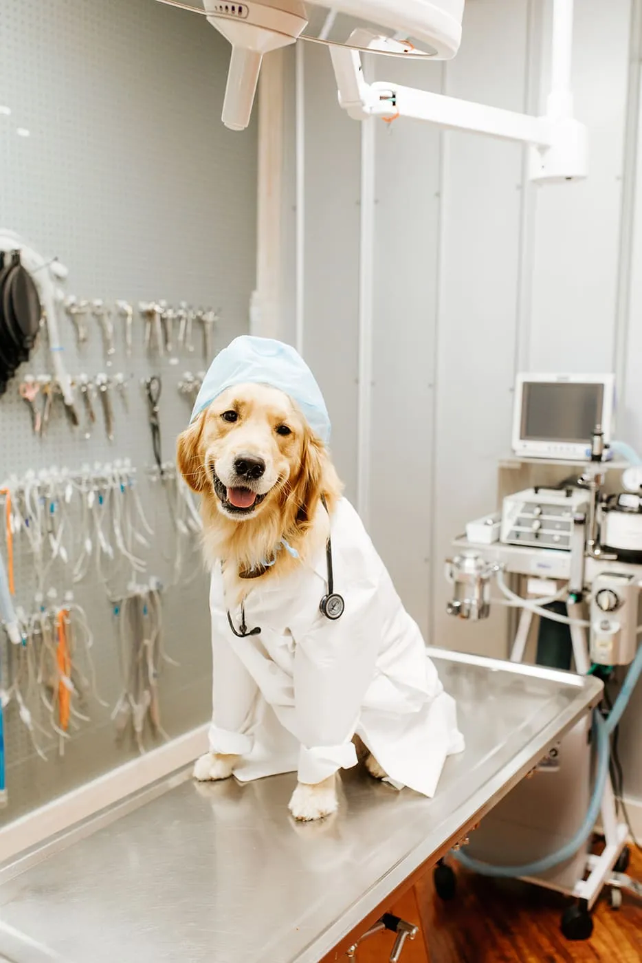 A golden retriever wearing a surgical cap in the clinic's surgery suite
