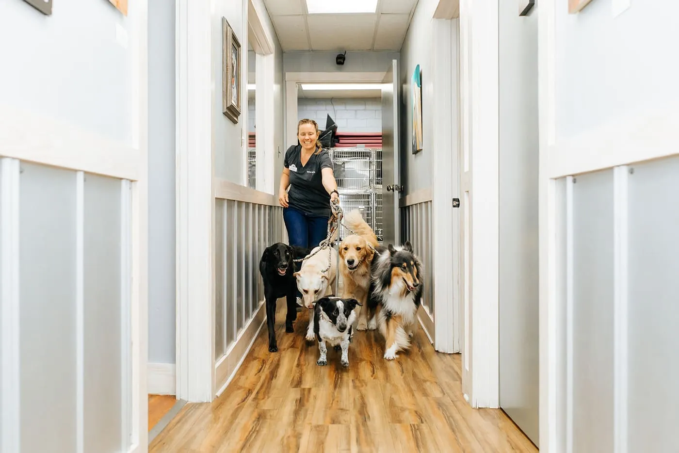 A team member walking three dogs down the clinic hallway