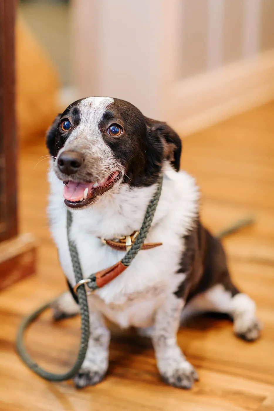 A happy dog visiting the clinic