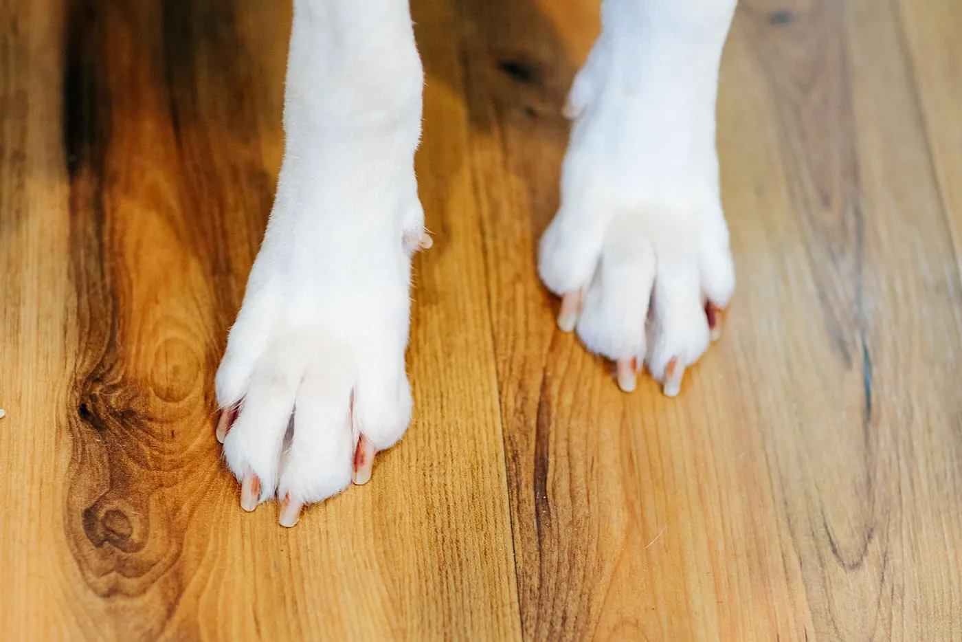 A dog's white paws on the clinic's wood floor