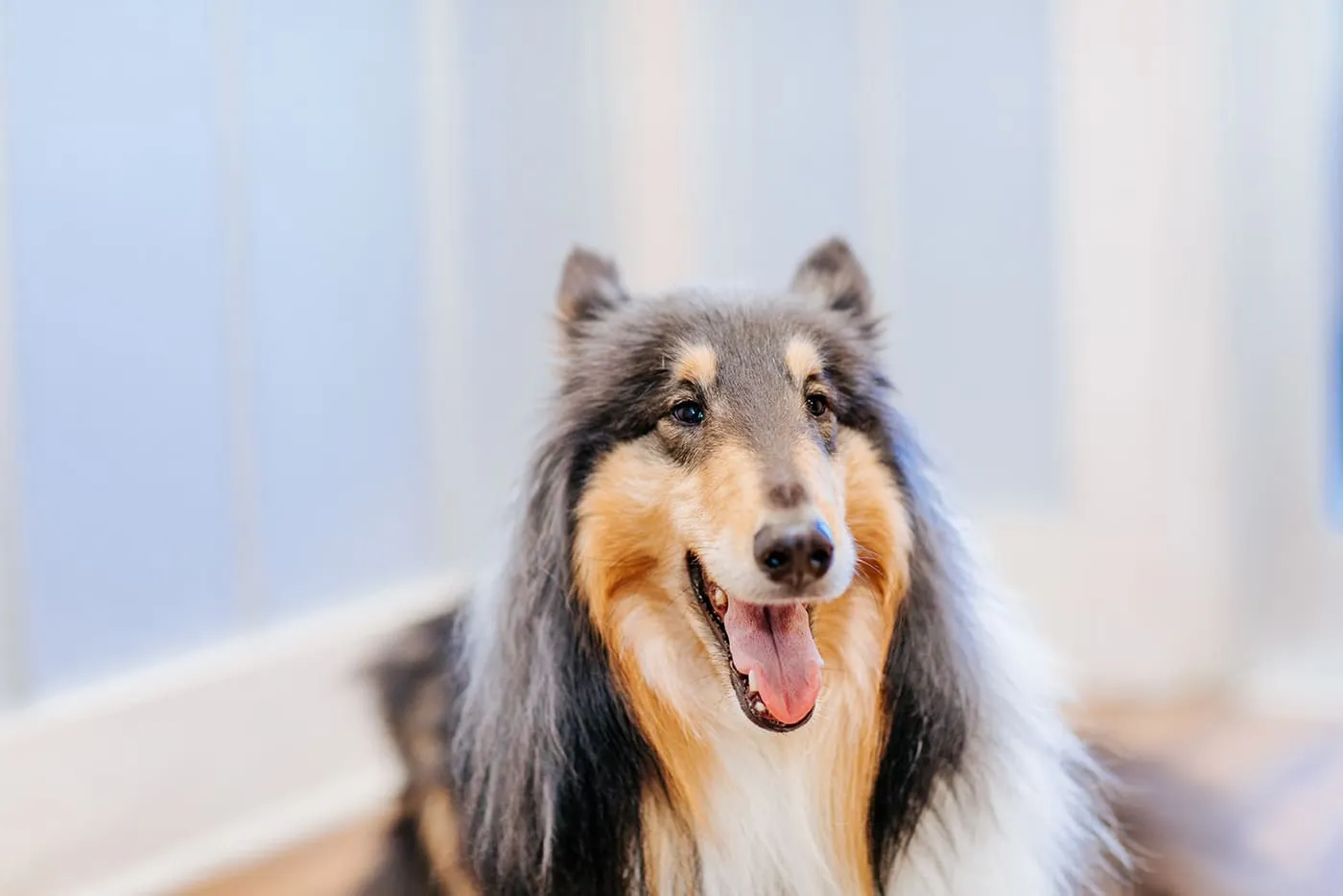A rough collie smiling in the clinic