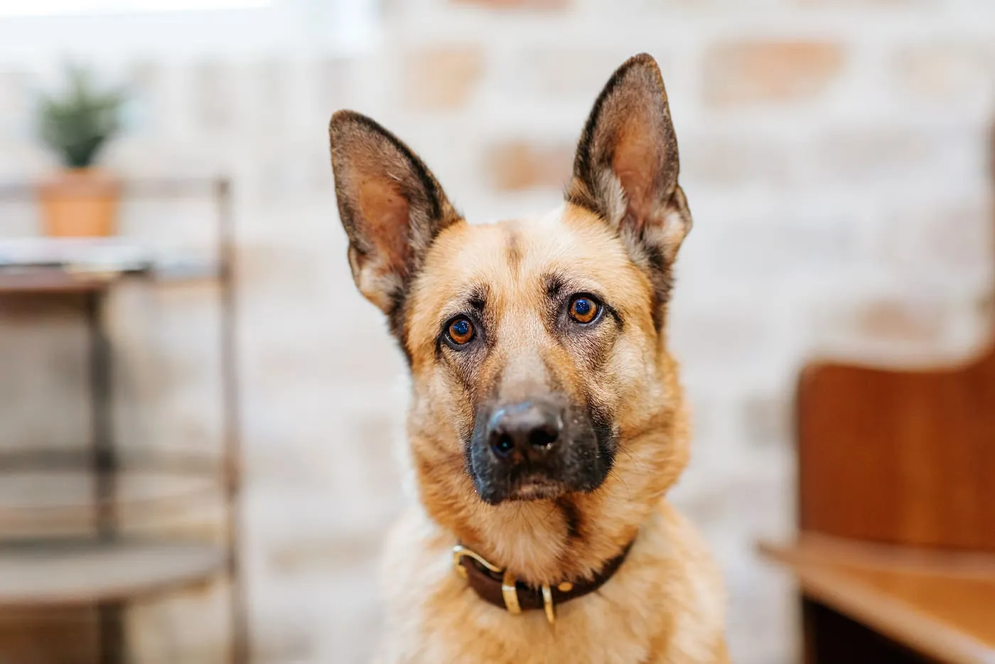 A German Shepherd in the clinic