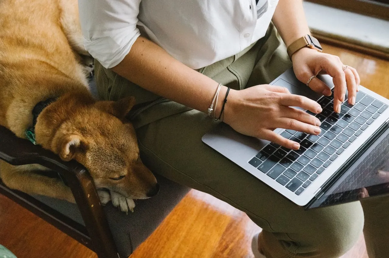 A dog resting beside a person working on a laptop