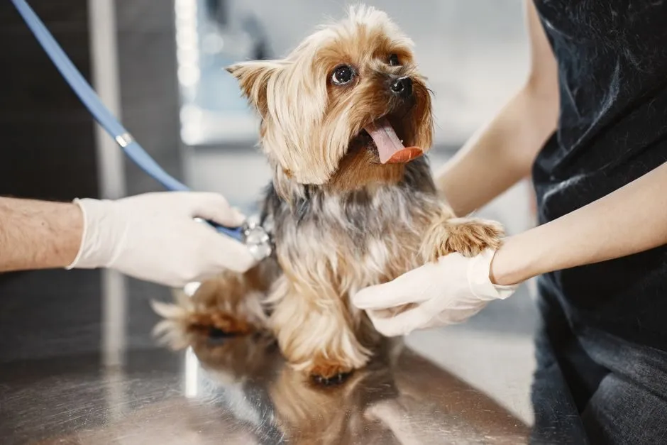 pet halloween safety vet