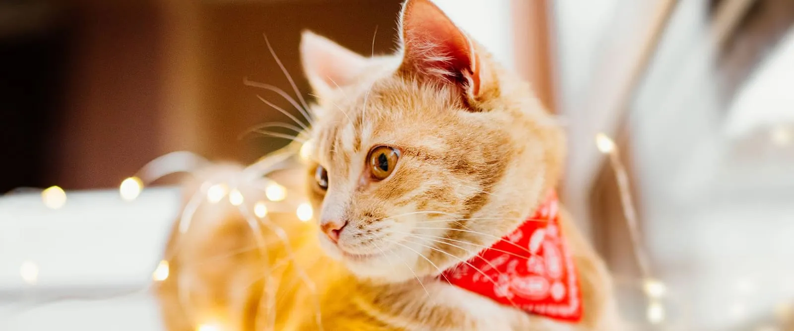 Laser Therapy at Boerne Veterinary Clinic