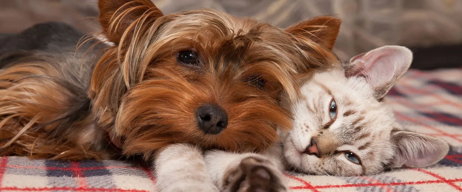 Spay & Neuter at Boerne Veterinary Clinic
