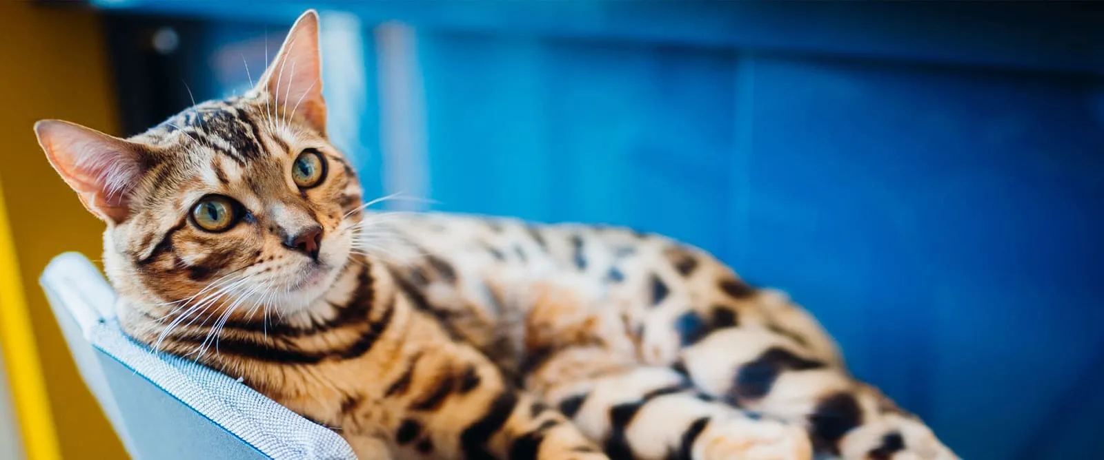 Allergy Testing at Boerne Veterinary Clinic