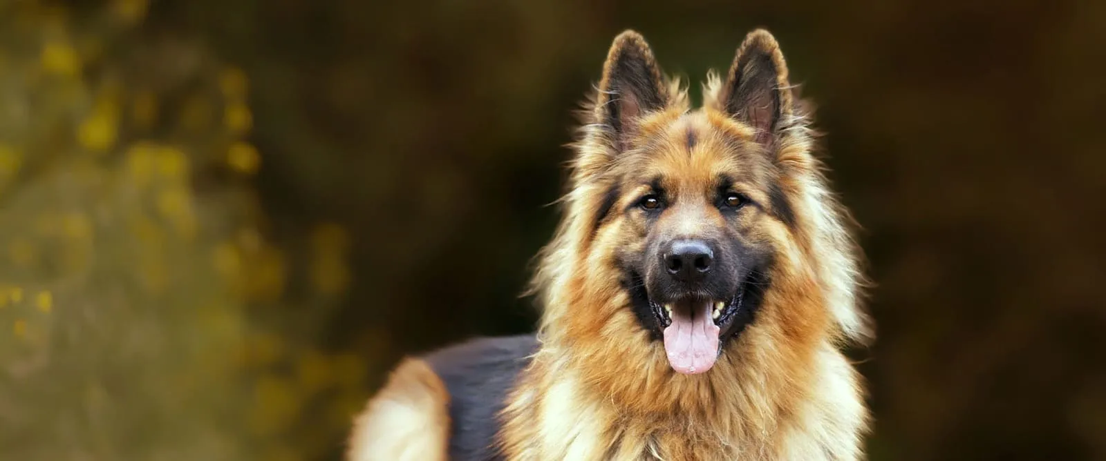 Heartworm Testing at Boerne Veterinary Clinic