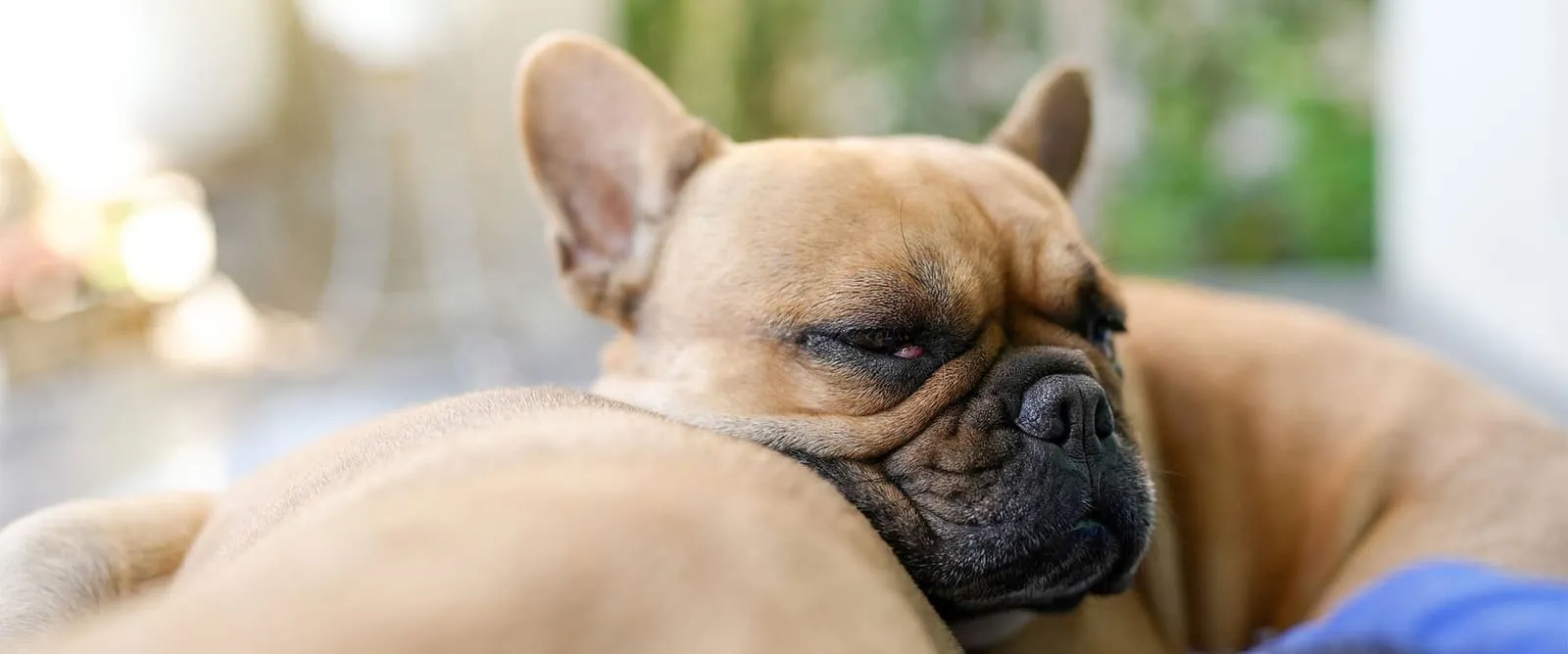 K-Laser Therapy at Boerne Veterinary Clinic