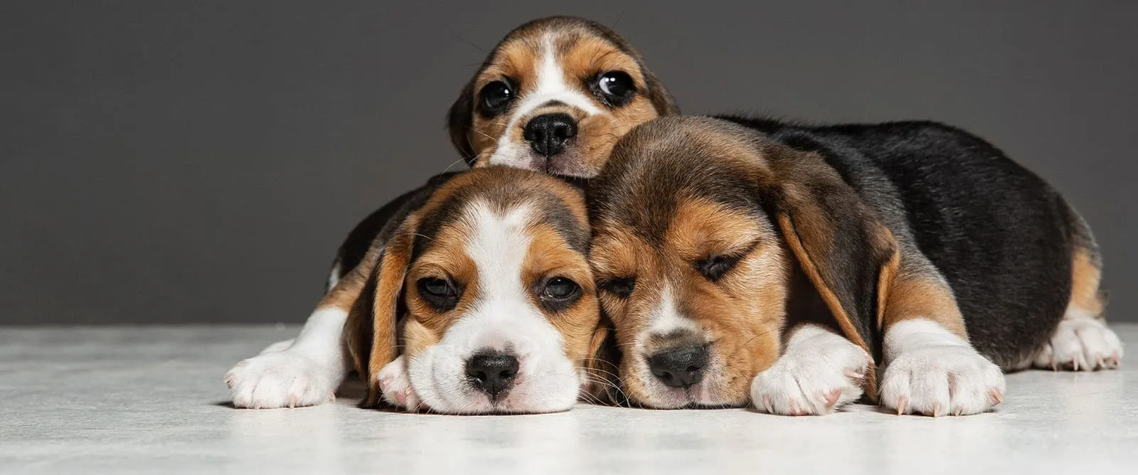 Ear Surgery at Boerne Veterinary Clinic