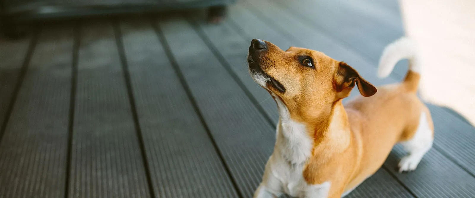 Fractures & Dislocations at Boerne Veterinary Clinic
