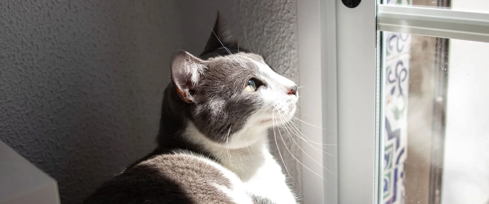 PU Surgery (Cats) at Boerne Veterinary Clinic