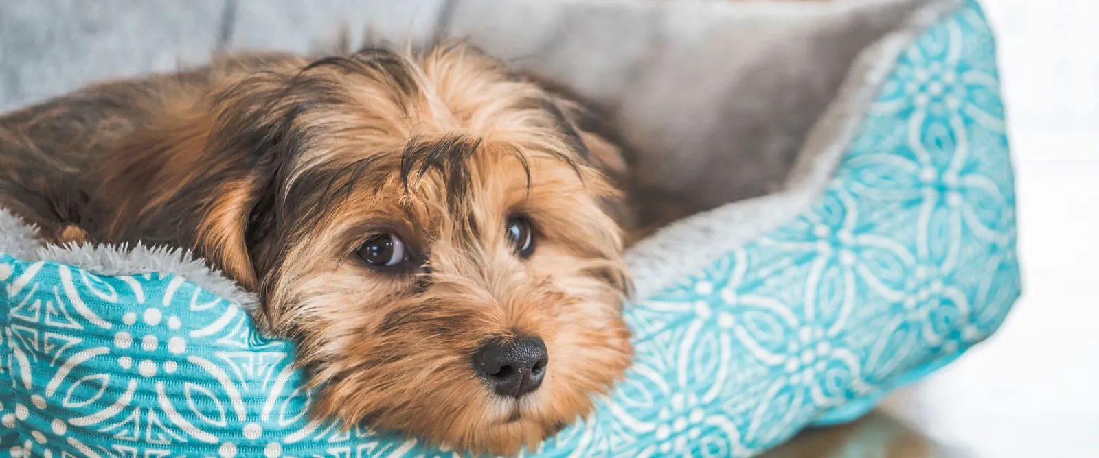 Ultrasound at Boerne Veterinary Clinic