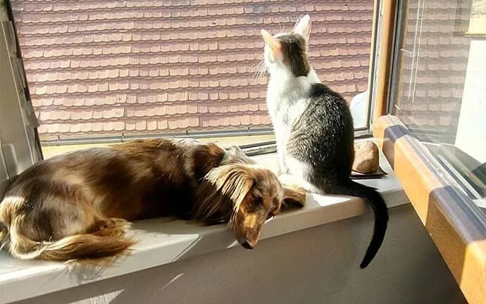 A dog and a cat resting together by a sunny window