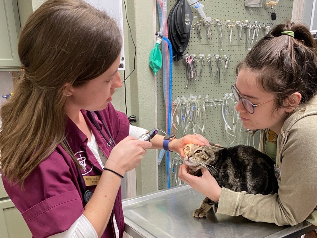 View Our Clinic Boerne Veterinary Clinic Boerne, TX Veterinarian