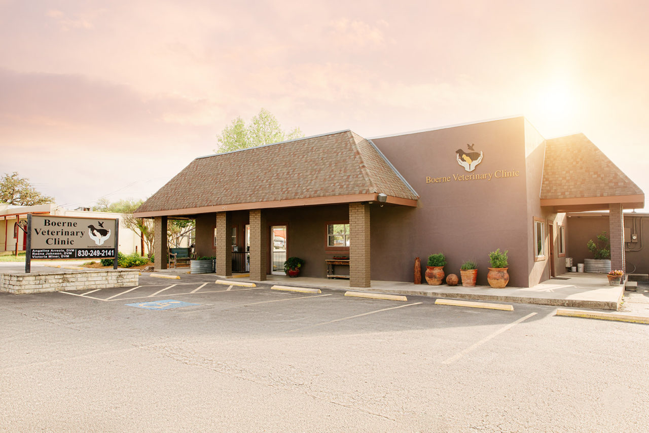 Boerne Veterinarian Boerne Veterinary Clinic Dr. Steven Rapp